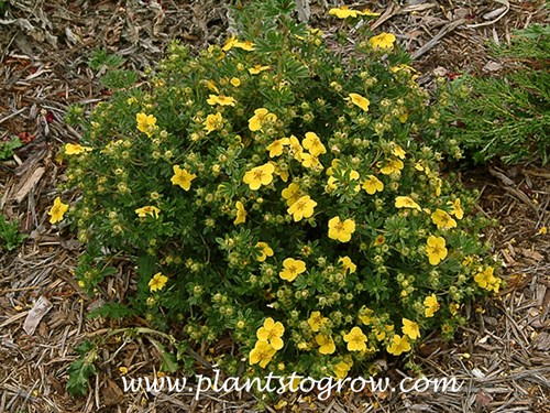 Goldstar Potentilla (Potentilla fruiticosa)